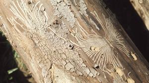 Tunnels made by elm bark beetle under elm bark - credit: Flickr/Dr Mary Gillham Archive Project (CC by 2.0)